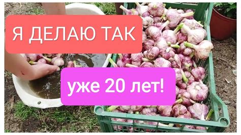 Убираем чеснок. Без лишних слов. - YouTube