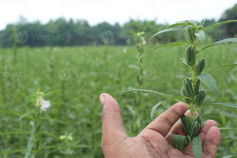 healthy and green sesame farm 2924206 Stock Photo at Vecteezy