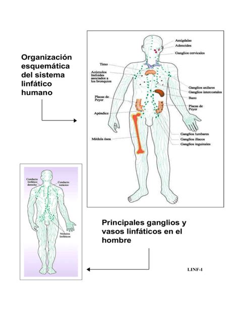 Organización esquemática del sistema linfático humano Principales