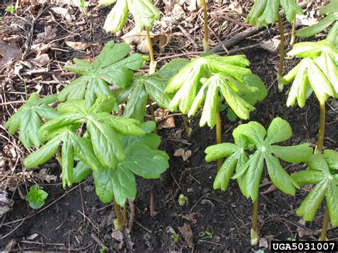 Mayapple Podophyllum Peltatum