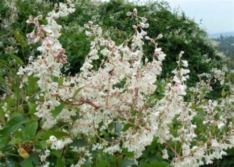 Горец многоцветковый, или Фаллопия (Fallopia multiflora)
