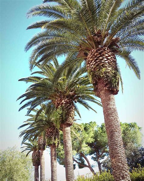 Conoce Los Diferentes Tipos De Palmera Y Escoge La Adecuada