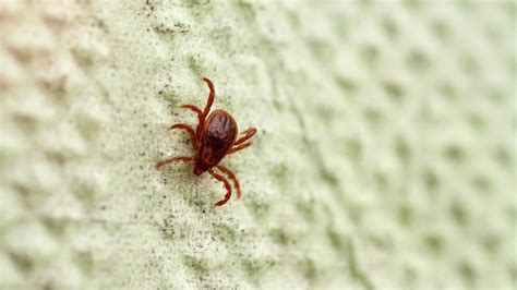 How To Get Rid Of Chiggers Pest Control Experts Explain Homes And Gardens