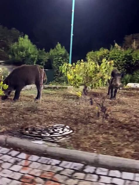 Des Sangliers Amateurs De Raisin Film S Sur Un Rond Point Bandol