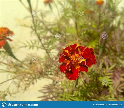 Flor De Laranja Florescente Em Ramo De Folhas Verdes Plantando Na