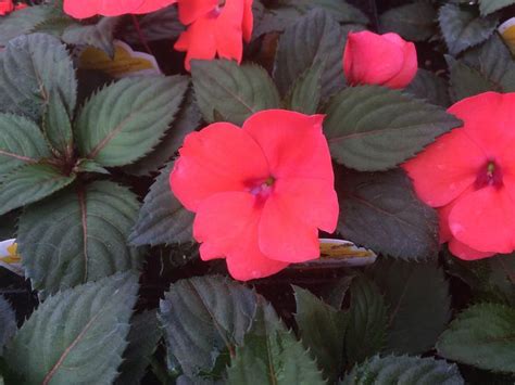 Impatiens Sunpatiens Hot Coral Impatiens From Plantworks Nursery