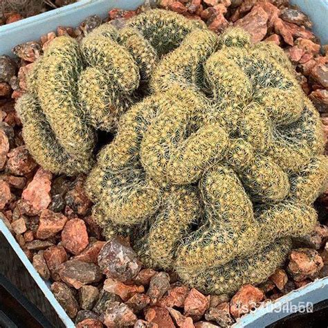 Mammillaria Pilcayensis