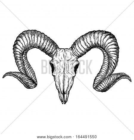 Goat Skull Hand Drawn Vector & Photo (Free Trial) | Bigstock