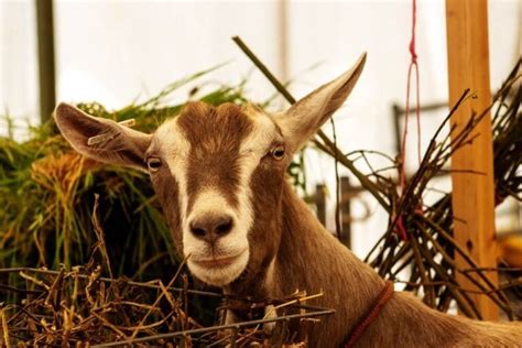 Ultimate Toggenburg Goat Guide History Price Uses And Appearance