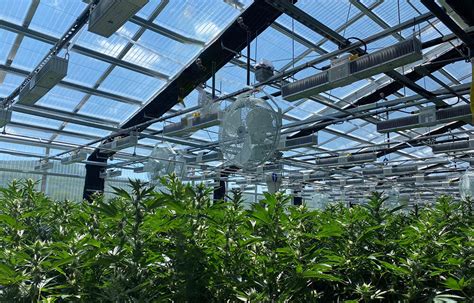 Revolutionizing Cannabis Cultivation In Minnesota The Sealed