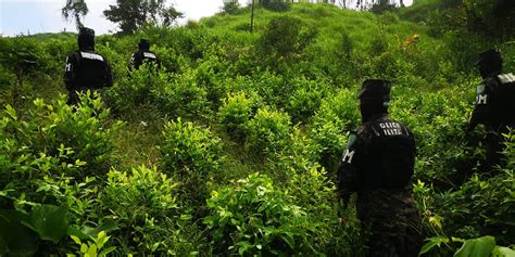 135 mil arbustos Aseguran plantación de coca en Patuca Olancho HCH TV