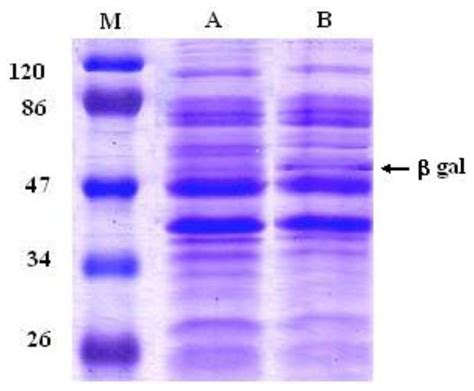 IJMS | Free Full-Text | Beta-Glucans Improve Growth, Viability and ...