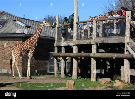 Visitors watching the giraffe feeding time at London Zoo, in Regent's ...