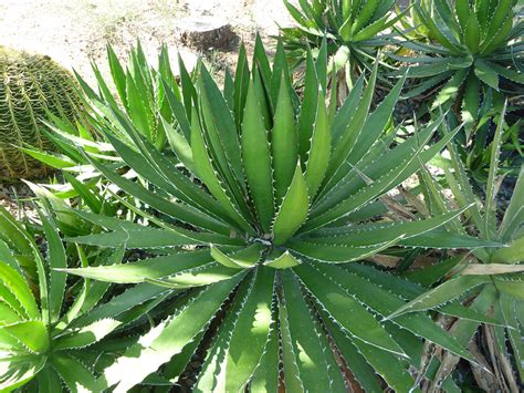 Cluster Pictures Of Agave Univittata Southwest Usa Agave