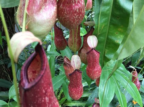 Detail Of Carnivorous Pitcher Plant Stock Photo - Image of carnivorous ...