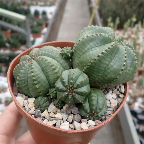 Euphorbia obesa Gruppe Uhlig Kakteen Über 5000 verschiedene Arten