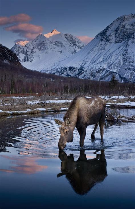 Scenic View At Sunset Of A Moose By Carl R Battreal Animals