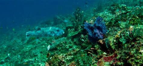 7 Best Snorkeling Spots In Nusa Penida | Trip101