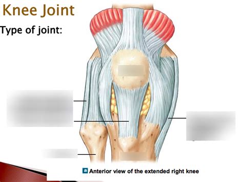 Diagram Of Knee Joint Quizlet