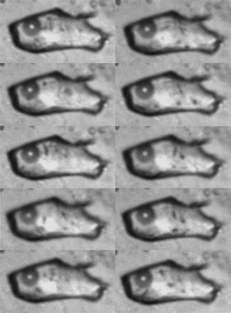 Micrographs Of The Fluid Inclusion Showing That The Microorganisms Move