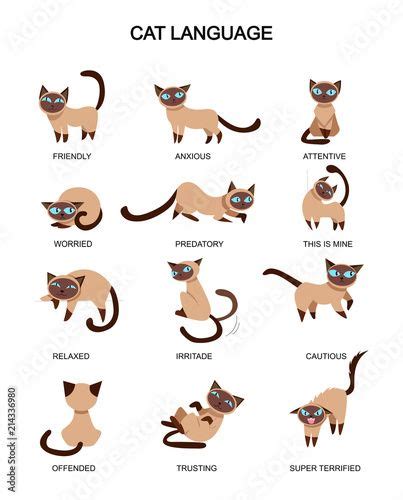 The Different Types Of Cats With Their Names