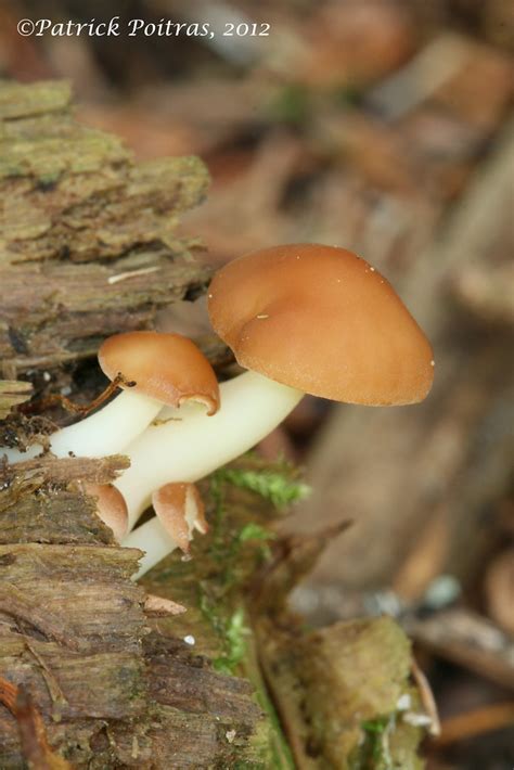 Gymnopus dryophilus Collybie du chêne Photographié le 22 Flickr