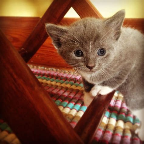 4 week old kitten. | Kittens, Kitty, Instagram posts