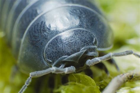 Pill Bug Armadillidium Vulgare Crawl On Moss Green Background Side View