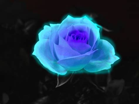 All Eyes On Blue Blue Roses Wallpaper Blue Roses Blue Flower Wallpaper