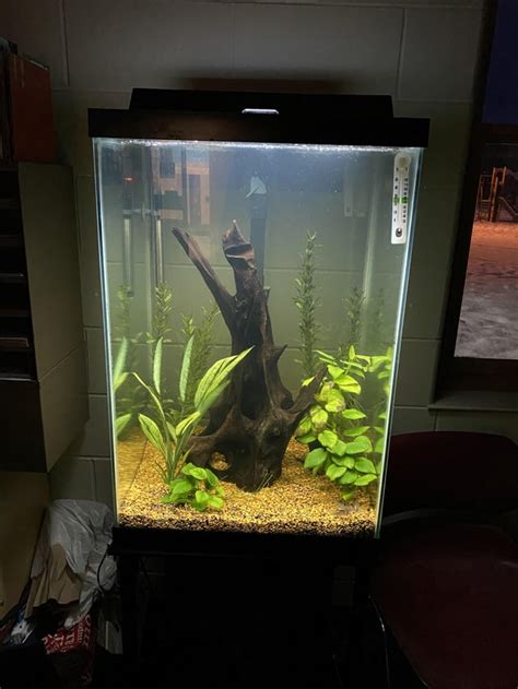 Stocking Ideas for Tall Tank? : r/Aquariums