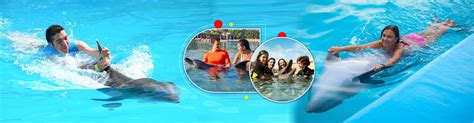 Swim With Dolphins in Dubai, Dubai Dolphin Bay - Dubai Ticket Expert