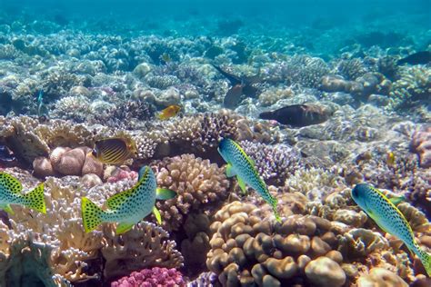 Hurghada Giftun Island Snorkelling Trip With Lunch GetYourGuide