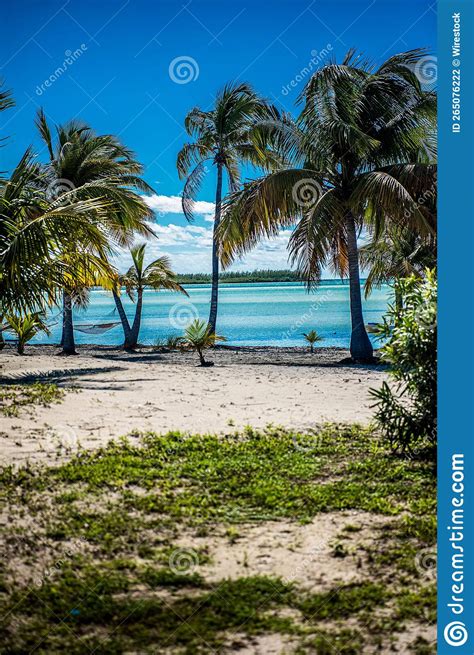 Vertical Of Palm Trees At The Scenic Casuarina Beach In The Bahamas