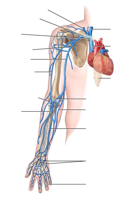 Vein Arm Superficial Diagram Quizlet