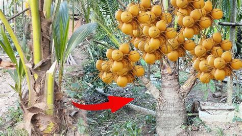 Amazing Way To Grow A Strange Coconut Tree With Three Branches How