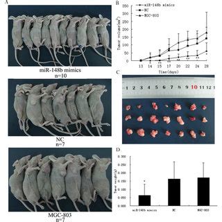 MiR 148b Suppresses Tumorigenicity In Vivo Three Groups Of Mice N