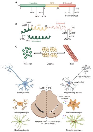 Ijms Free Full Text Pathogenesis Of α Synuclein In Parkinsons Disease From A Neuron Glia