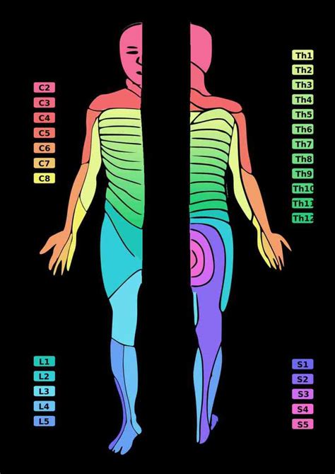 Figure A Diagram Showing Human Dermatomes Statpearls Ncbi