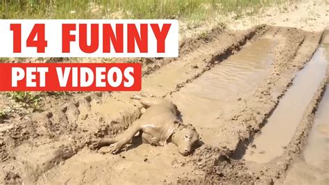 14 Funny Pet Videos Compilation 2017 - YouTube