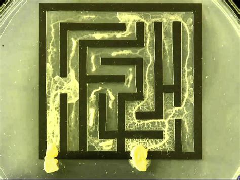 Попытка быть сложнее: как удивительные слизевики научились ...