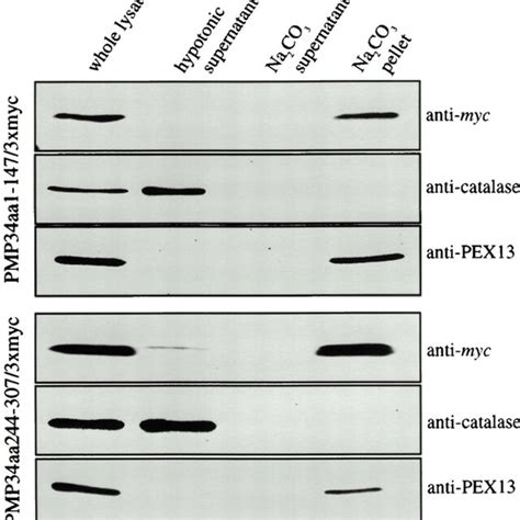 Two Distinct Regions Of Pmp Are Sufficient For Peroxisomal Targeting