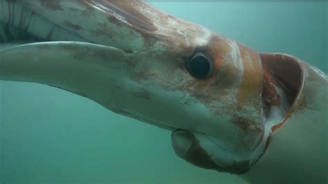 Rare Giant Squid Caught Off County Kerry Coast Bbc News