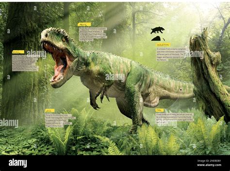 Giganotosaurus anatomy hi-res stock photography and images - Alamy