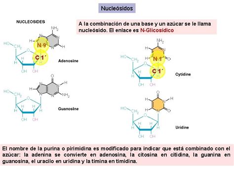 Cidos Nucleicos Nucletidos Y Nuclesidos Adn Arn Estructura