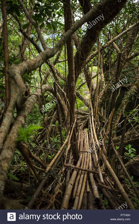 Suspension Living Roots Bridge Near Nongriat Village Cherrapunjee