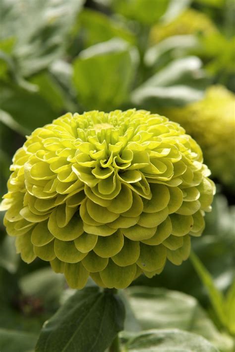 ZINNIA Elegans ENVY Muller Seeds