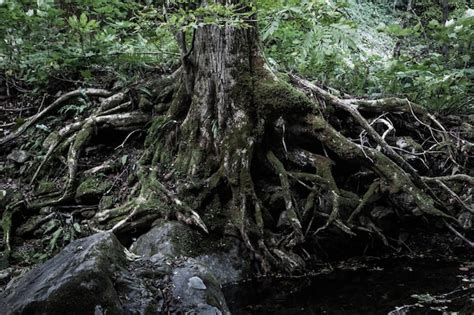 Premium Photo High Angle View Of Moss Covered Tree Stump In Forest