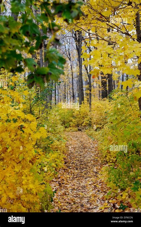 Fall colors in a city park Stock Photo - Alamy