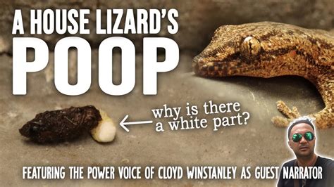 A House Lizards Poop Whats The White Part Urban Wilde Cdo Youtube