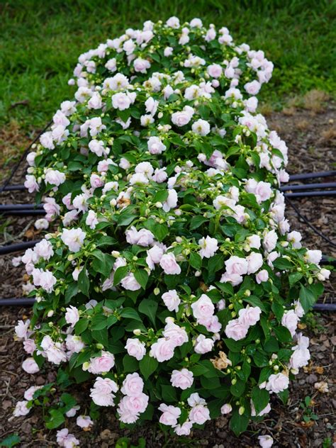 Impatiens Glimmer Appleblossom Truck Crops Trial Garden